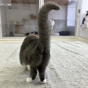 ペットショップ,子猫,ペットモデル,かわいい,スコティッシュフォールド,大決算セール