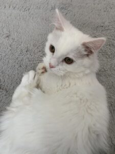ペットショップ,子猫,ペットモデル,かわいい,マンチカン
