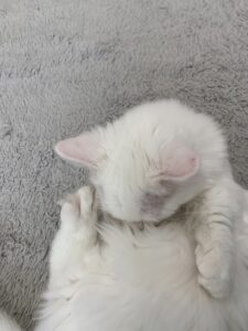 ペットショップ,子猫,ペットモデル,かわいい,マンチカン