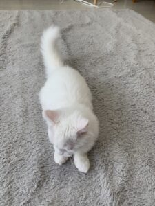 ペットショップ,子猫,ペットモデル,かわいい,マンチカン