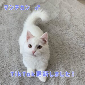 ペットショップ,子猫,ペットモデル,かわいい,マンチカン