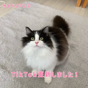 ペットショップ,子猫,ペットモデル,かわいい,マンチカン