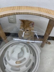 ペットショップ,子猫,ペットモデル,かわいい,マンチカン