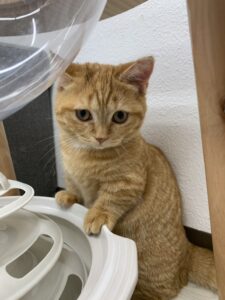 ペットショップ,子猫,ペットモデル,かわいい,マンチカン