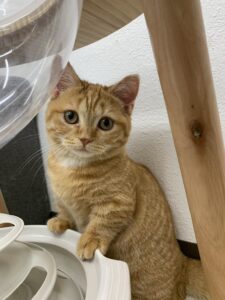 ペットショップ,子猫,ペットモデル,かわいい,マンチカン