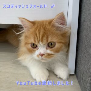 ペットショップ,子猫,ペットモデル,かわいい,スコティッシュフォールド,大決算セール