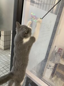 ペットショップ,子猫,ペットモデル,かわいい,スコティッシュフォールド,大決算セール