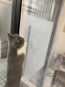 ペットショップ,子猫,ペットモデル,かわいい,スコティッシュフォールド,大決算セール