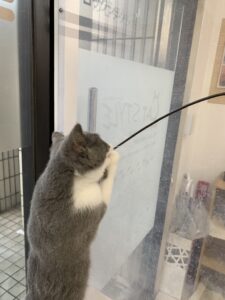 ペットショップ,子猫,ペットモデル,かわいい,スコティッシュフォールド,大決算セール