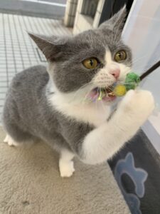 ペットショップ,子猫,ペットモデル,かわいい,スコティッシュフォールド,大決算セール