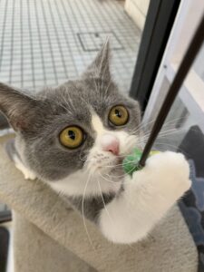 ペットショップ,子猫,ペットモデル,かわいい,スコティッシュフォールド,大決算セール