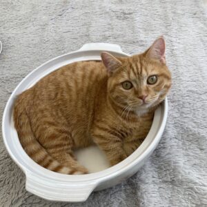 ペットショップ,子猫,ペットモデル,かわいい,マンチカン