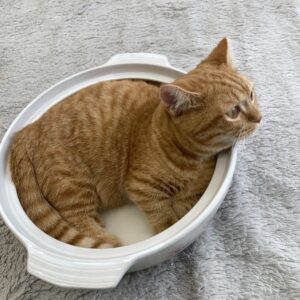 ペットショップ,子猫,ペットモデル,かわいい,マンチカン