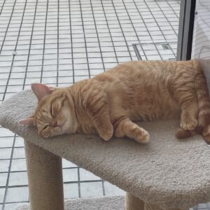 ペットショップ,子猫,ペットモデル,かわいい,マンチカン