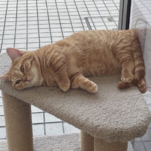 ペットショップ,子猫,ペットモデル,かわいい,マンチカン