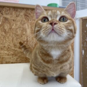 ペットショップ,子猫,ペットモデル,かわいい,マンチカン