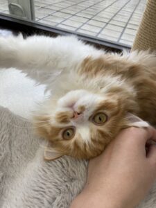 ペットショップ,子猫,ペットモデル,かわいい,スコティッシュフォールド,大決算セール