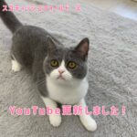 ペットショップ,子猫,ペットモデル,かわいい,スコティッシュフォールド,大決算セール