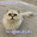 ミヌエット、ペットショップ、ペットモデル