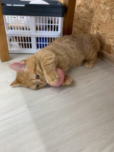 ペットショップ,子猫,ペットモデル,かわいい,マンチカン