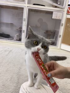 ペットショップ,子猫,ペットモデル,かわいい,スコティッシュフォールド