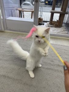 ペットショップ,子猫,ペットモデル,かわいい,マンチカン