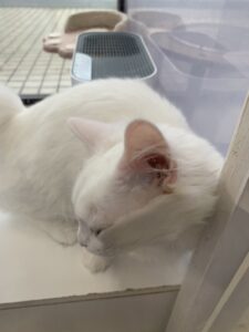 ペットショップ,子猫,ペットモデル,かわいい,マンチカン