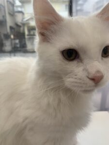 ペットショップ,子猫,ペットモデル,かわいい,マンチカン