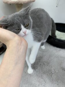 ペットショップ,子猫,ペットモデル,かわいい,スコティッシュフォールド