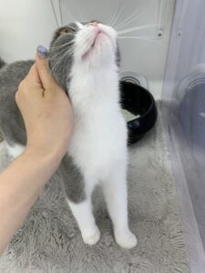 ペットショップ,子猫,ペットモデル,かわいい,スコティッシュフォールド