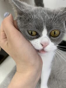 ペットショップ,子猫,ペットモデル,かわいい,スコティッシュフォールド