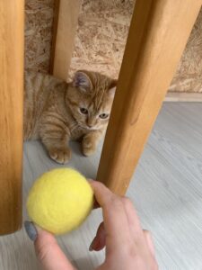 ペットショップ,子猫,ペットモデル,かわいい,マンチカン