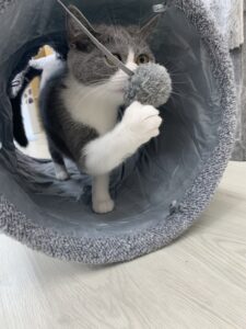 ペットショップ,子猫,ペットモデル,かわいい,スコティッシュフォールド