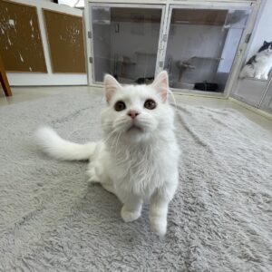 ペットショップ,子猫,ペットモデル,かわいい,マンチカン