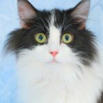 子猫,ペットショップ,動物プロダクション,ペットモデル,モデル猫,タレント猫,サイベリアン