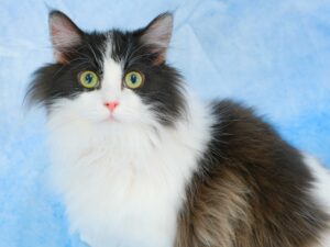 子猫,ペットショップ,動物プロダクション,ペットモデル,モデル猫,タレント猫,サイベリアン