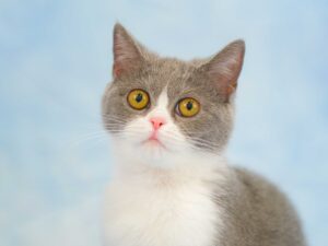 ペットショップ,子猫,ペットモデル,かわいい,スコティッシュフォールド