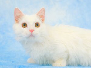 ペットショップ,子猫,ペットモデル,かわいい,マンチカン