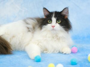 子猫,ペットショップ,動物プロダクション,ペットモデル,モデル猫,タレント猫,サイベリアン