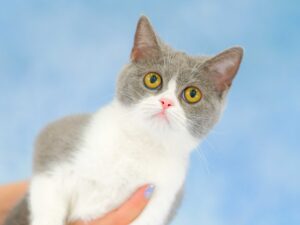 ペットショップ,子猫,ペットモデル,かわいい,スコティッシュフォールド