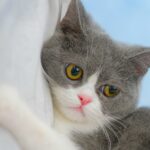 ペットショップ,子猫,ペットモデル,かわいい,スコティッシュフォールド