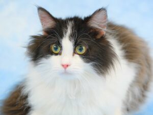 子猫,ペットショップ,動物プロダクション,ペットモデル,モデル猫,タレント猫,サイベリアン