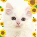ペットショップ,子猫,ペットモデル,かわいい,マンチカン