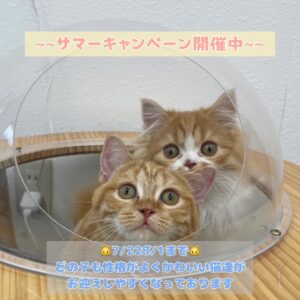 ペットショップ,子猫,ペットモデル,かわいい,マンチカン