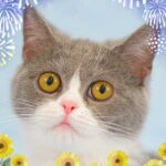 ペットショップ,子猫,ペットモデル,かわいい,スコティッシュフォールド