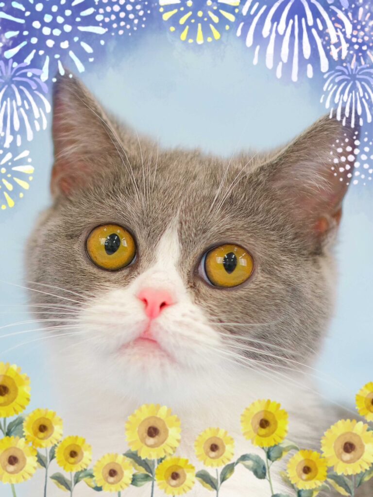 ペットショップ,子猫,ペットモデル,かわいい,スコティッシュフォールド
