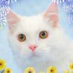 ペットショップ,子猫,ペットモデル,かわいい,マンチカン