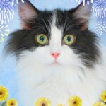 子猫,ペットショップ,動物プロダクション,ペットモデル,モデル猫,タレント猫,サイベリアン