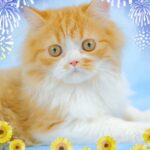 ペットショップ,子猫,ペットモデル,かわいい,スコティッシュフォールド