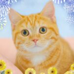 ペットショップ,子猫,ペットモデル,かわいい,マンチカン